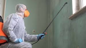 Reliable Paris, IL Mold Removal & Remediation Solutions