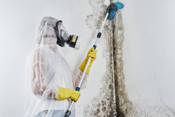 Best Attic Mold Removal  in Paris, IL