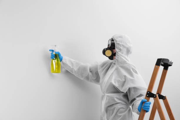 Best Mold Damage Restoration  in Paris, IL