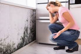 Mold Remediation for Vacation Homes